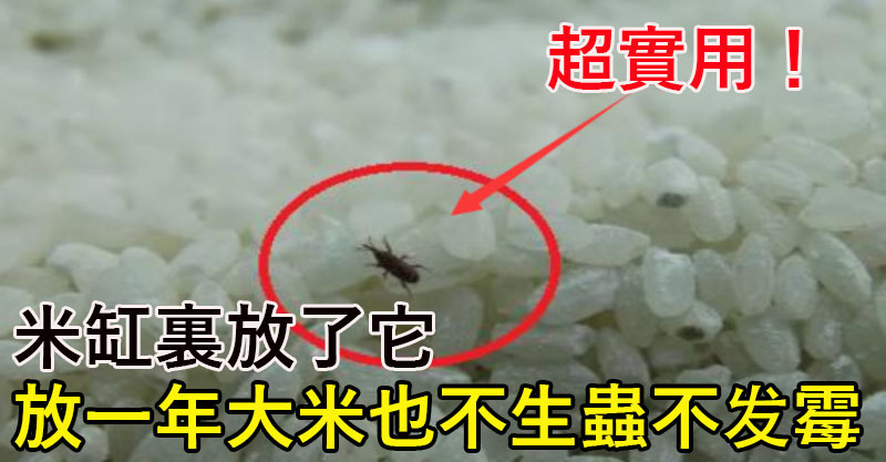 米缸裏放了它,就算放一年大米也不生虫不发霉!持久保持新鲜! 超实用!