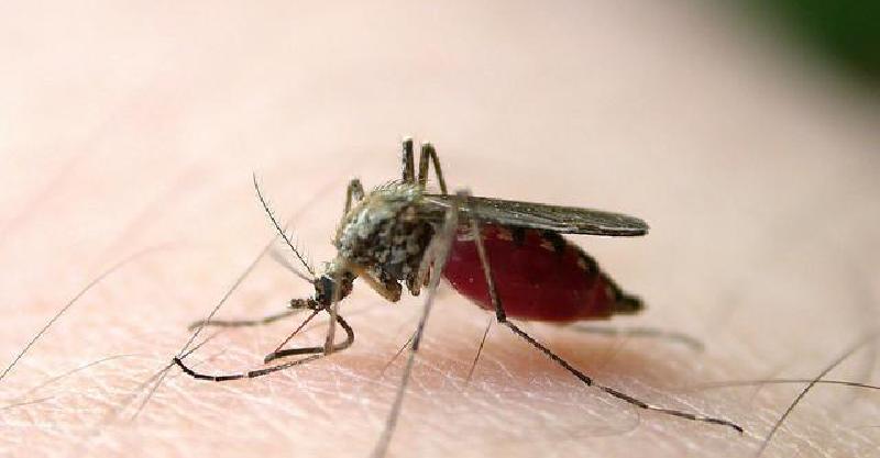 原来蚊子怕这些,包你一夜好眠!